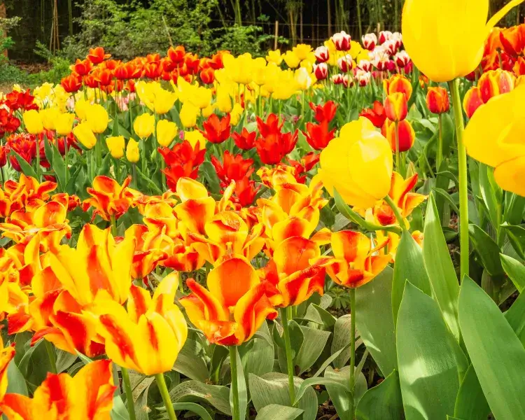 Mainau