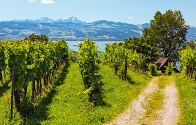 5 Tipps: Günstig am Bodensee Radreisen