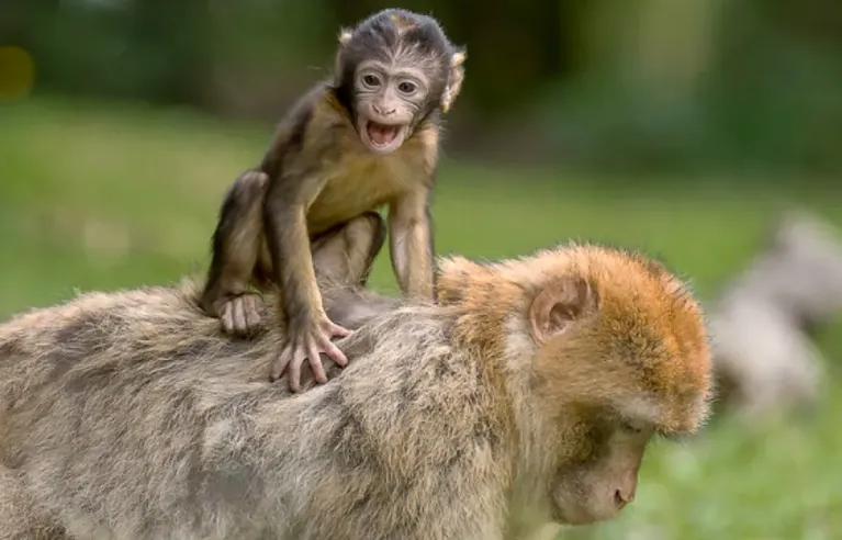 Montagne des singes Salem