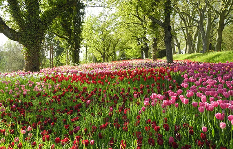 Les tulipes sur l'île de Mainau