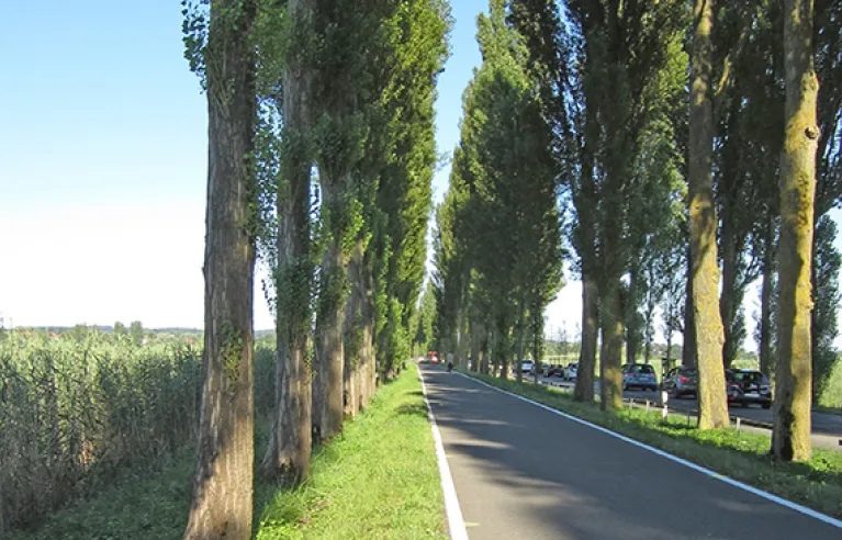 Allée de peupliers menant à l'île de Reichenau