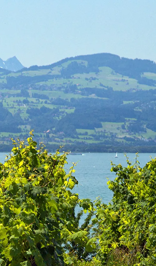 Vue sur le lac de Constance